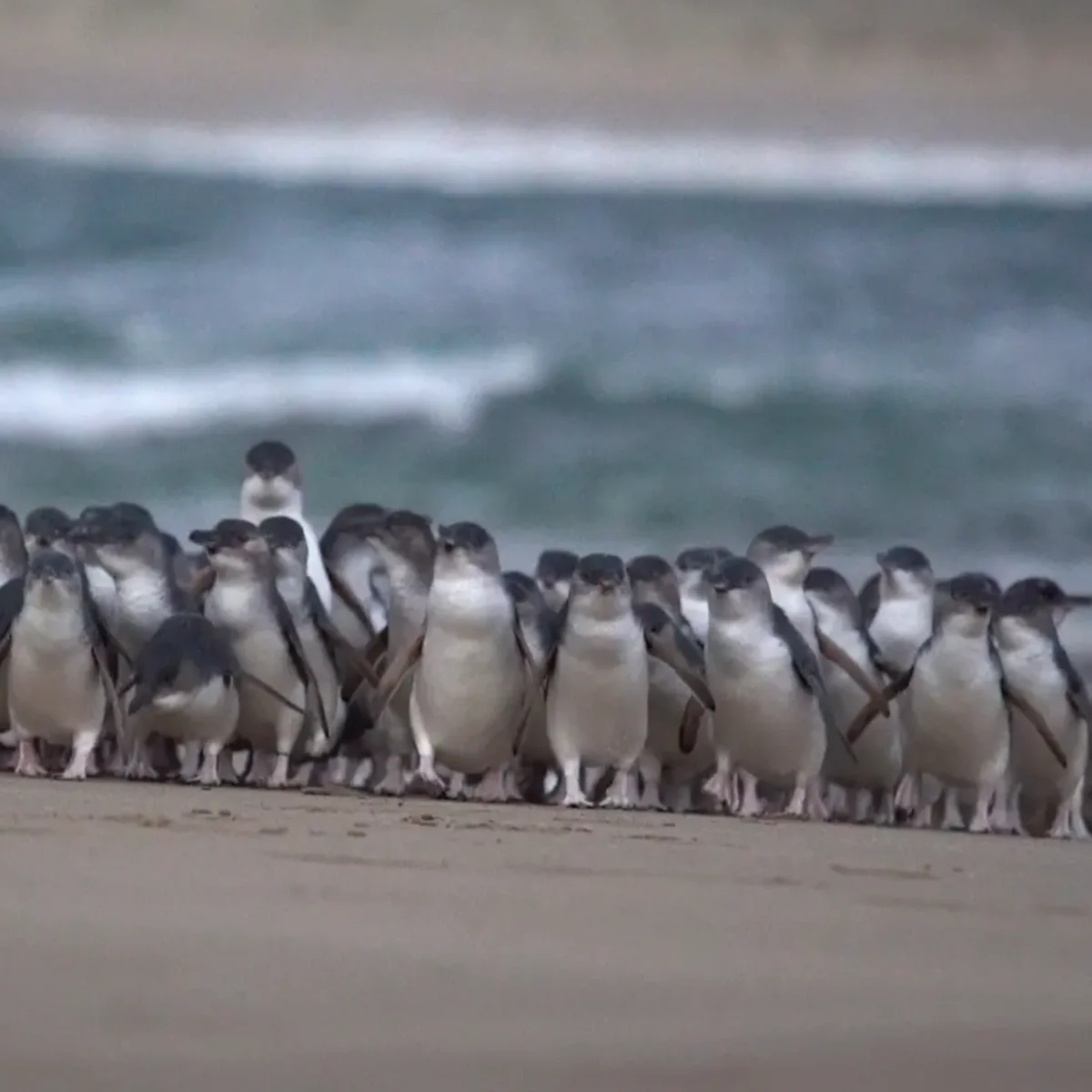 penguin parade tour