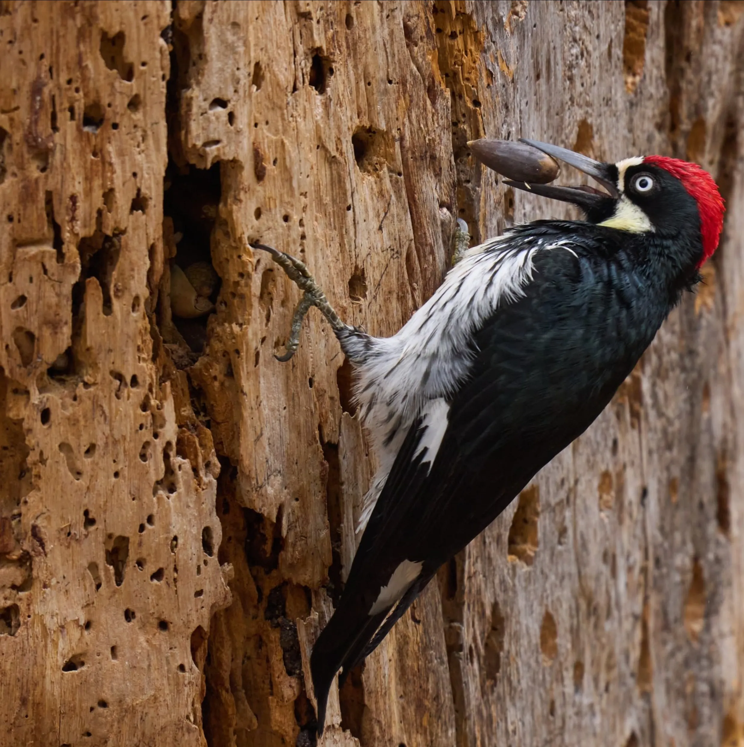 Acorn Woodpecker, Pinnacles