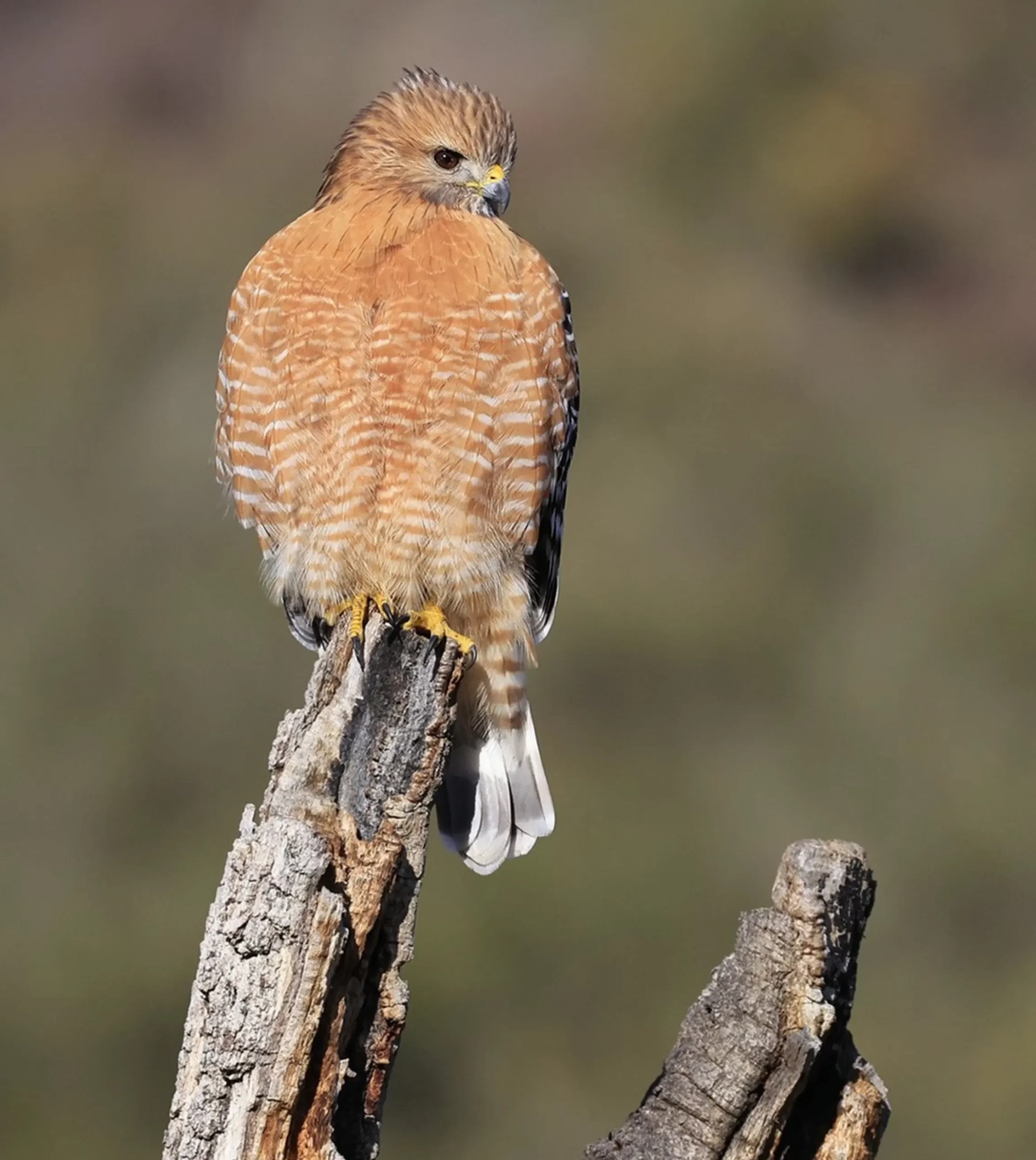 Golden Eagle, Pinnacles