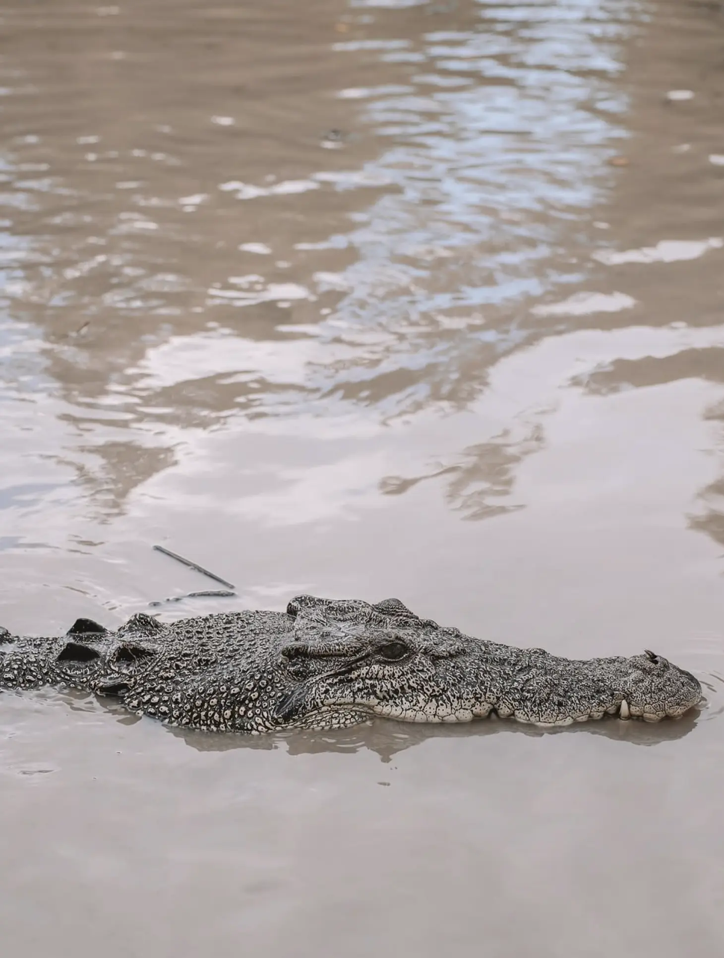 Kakadu National Park Crocodiles