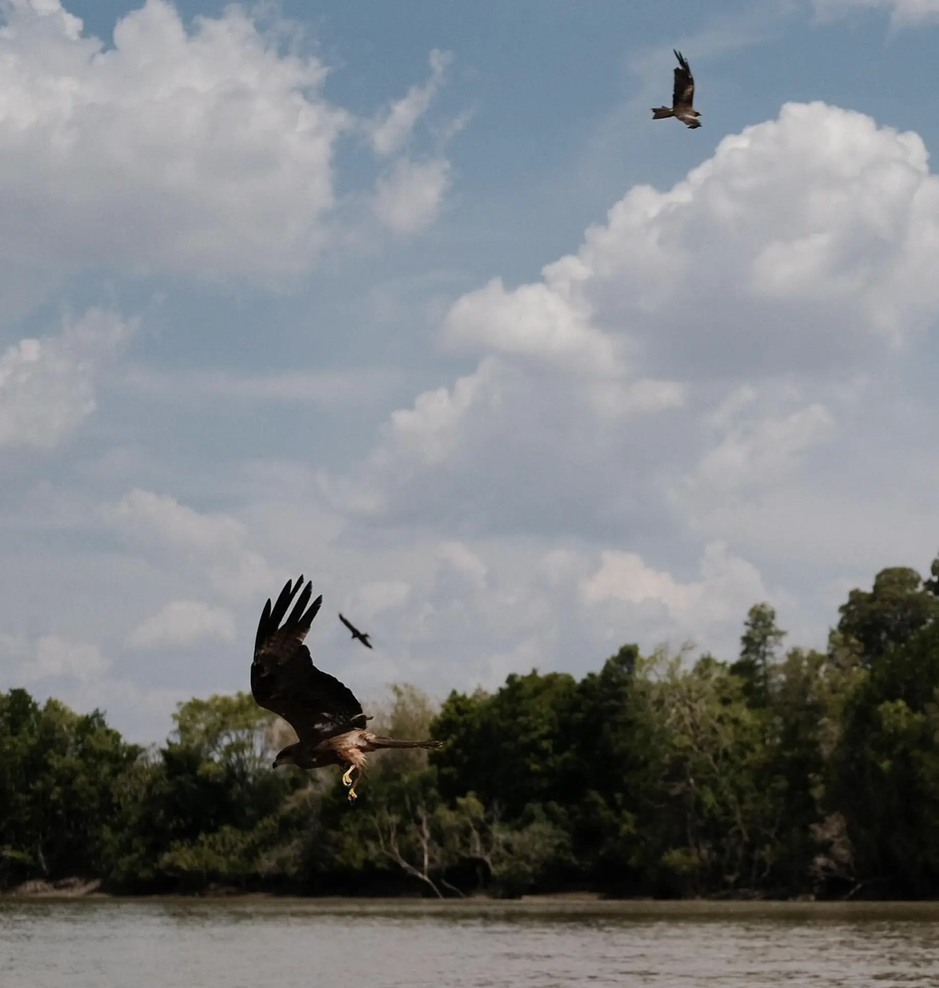 Northern Territory Wildlife