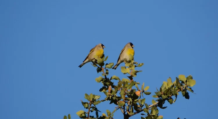 Pinnacles, Birdwatching