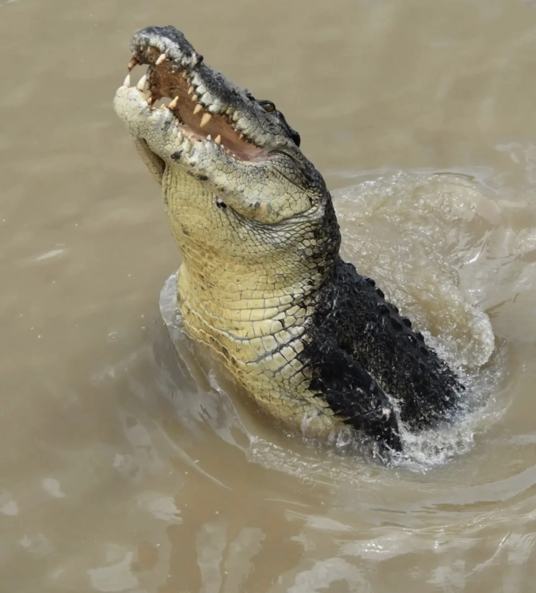 Saltwater Crocodiles Australia