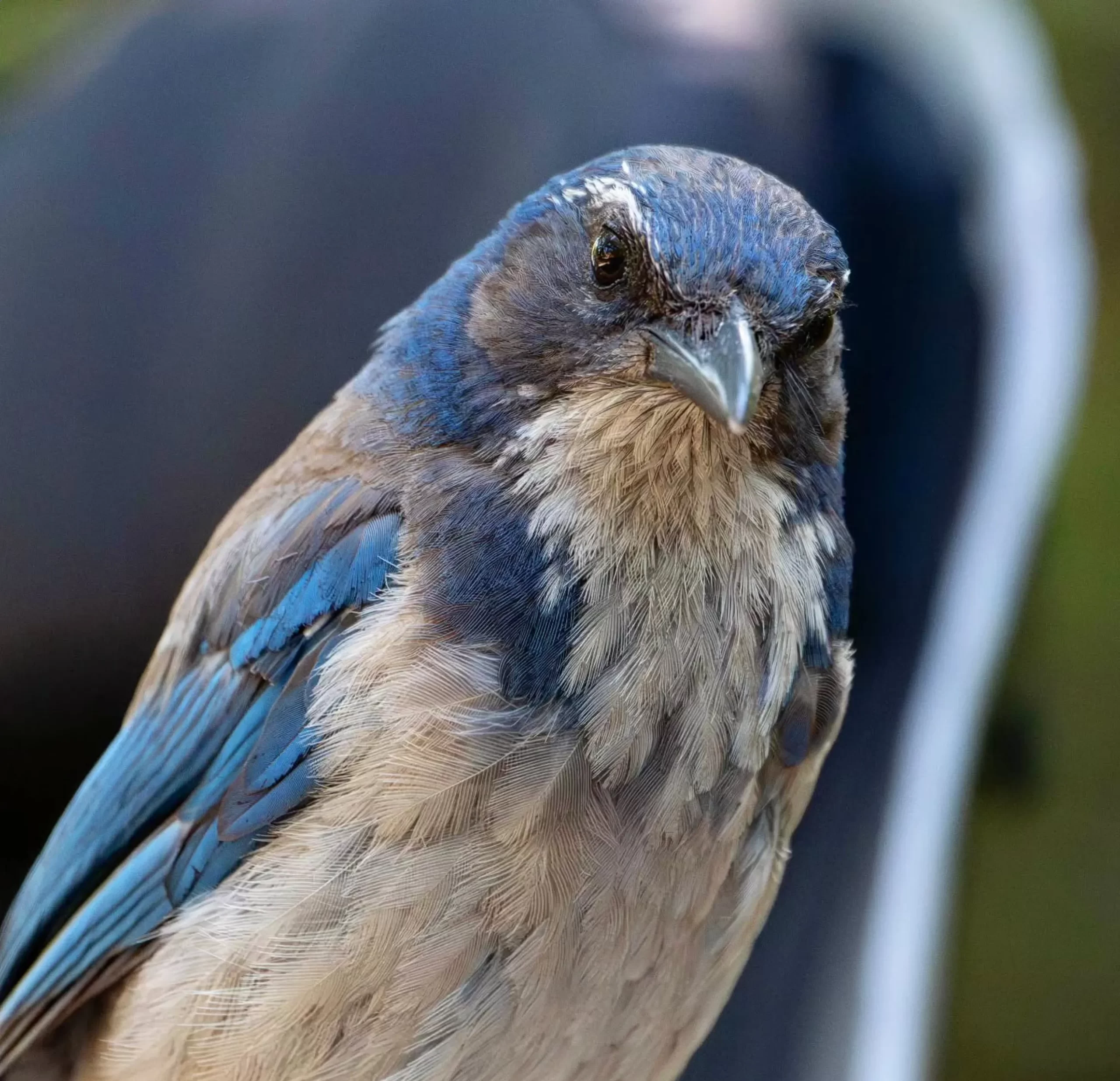 bird to watch, Pinnacles