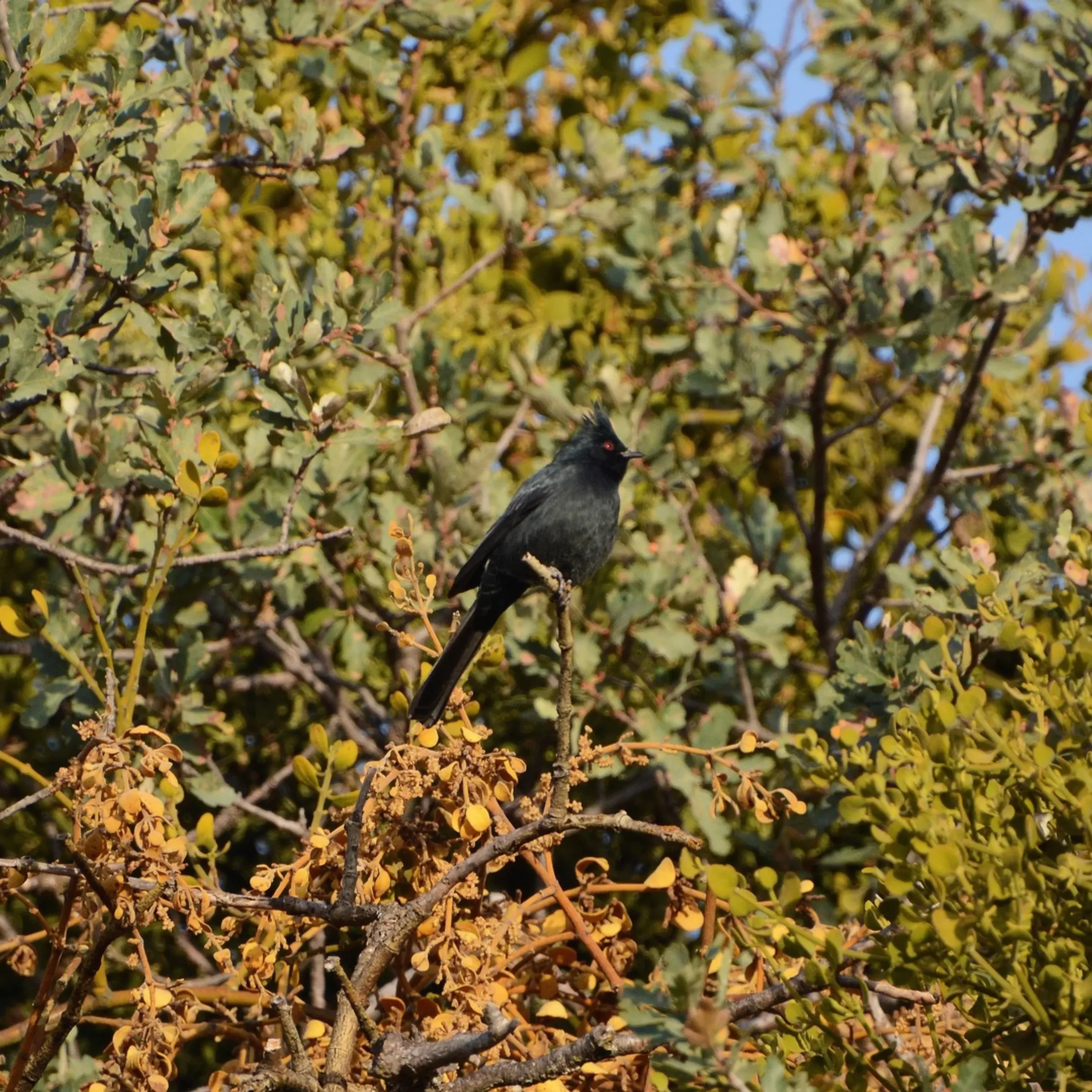 birding trip, Pinnacles